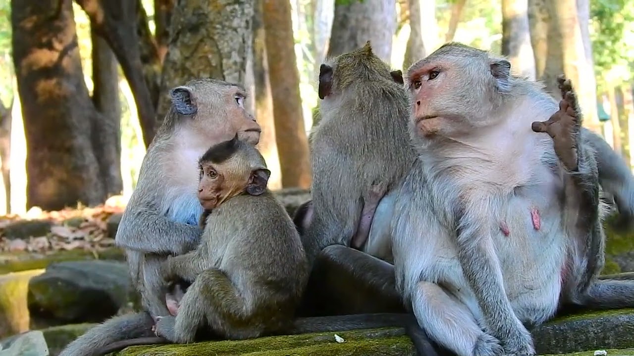 Family monkey