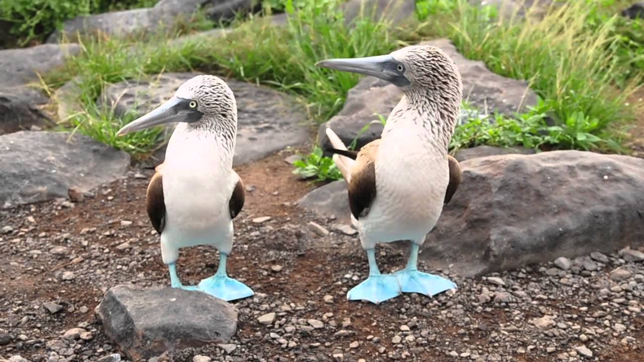 Blue-footed Booby's