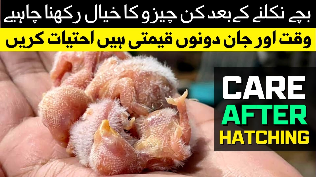 How to Care Newborn Lovebird Chicks | Birds Chicks Care after Hatching | Precautions after Hatching