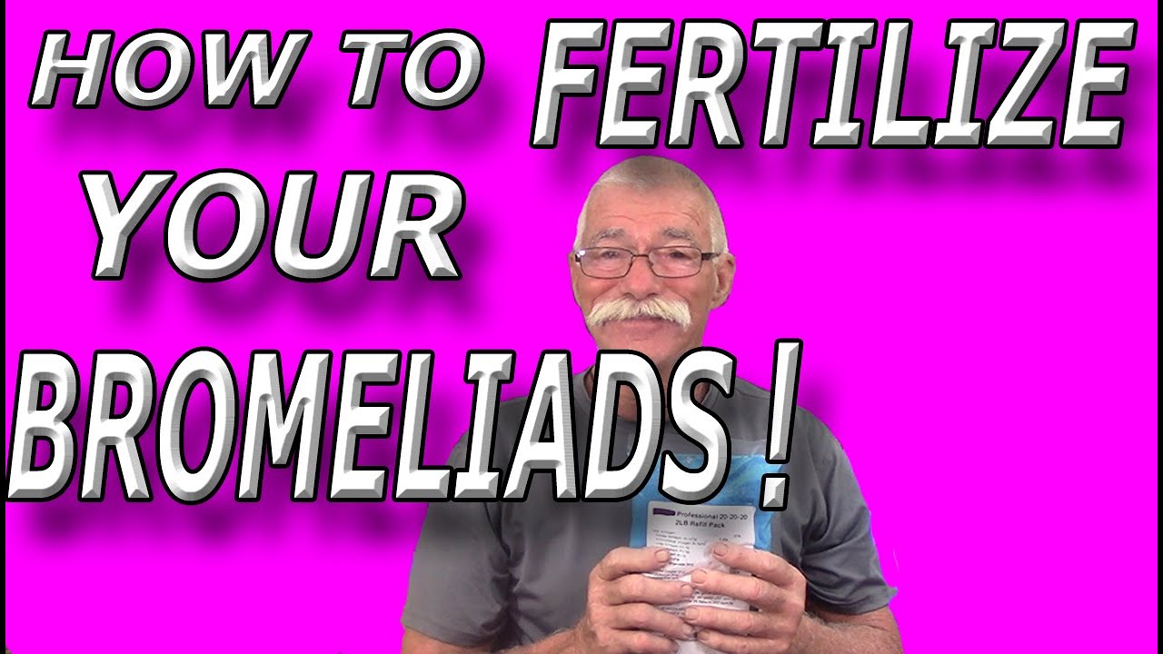 How to Fertilize Bromeliads!