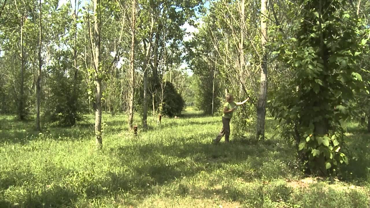 Argonne scientist Cristina Negri talks about phytoremediation