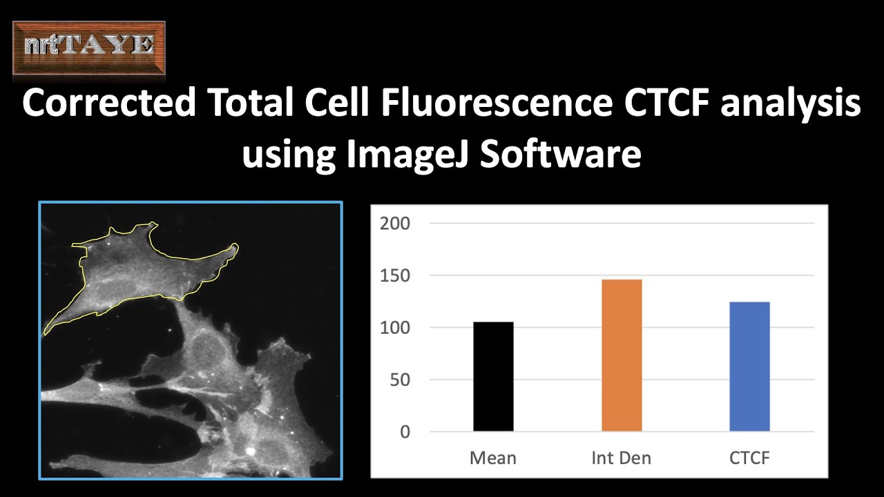 Corrected Total Cell Fluorescence CTCF analysis using ImageJ Software