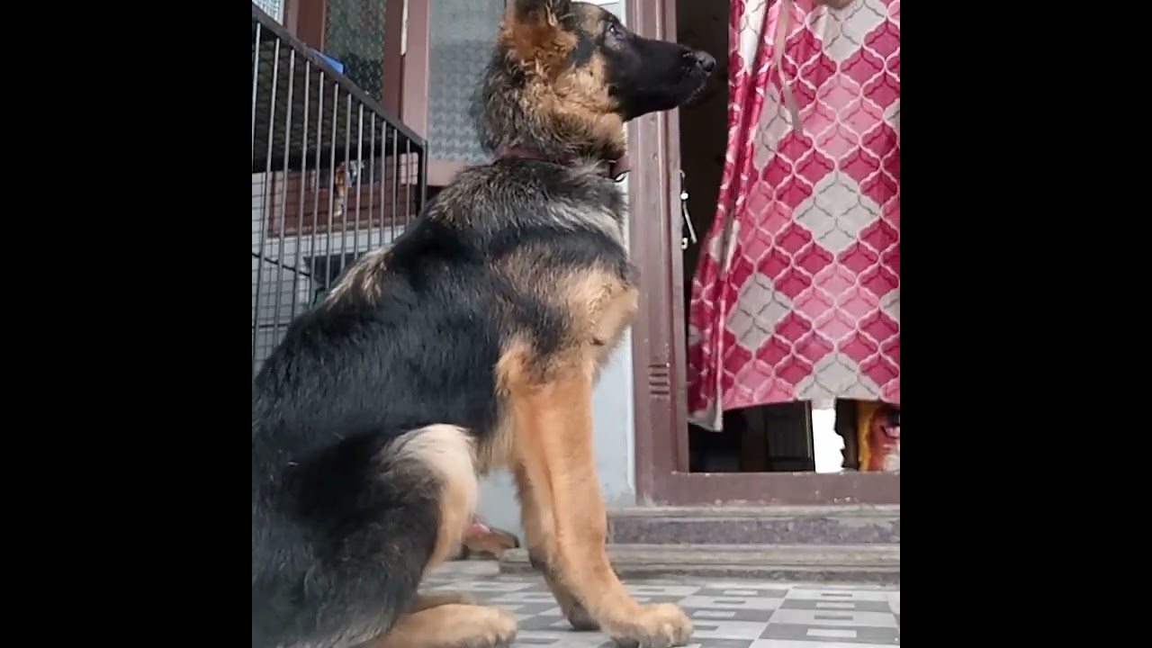 How to Put on Mouth guard or Muzzle to Your Dog/ Puppy..? I #Subscribe #viral #Merrypetsdogtraining