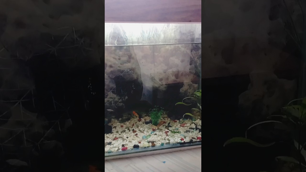 cleaning my aquarium 