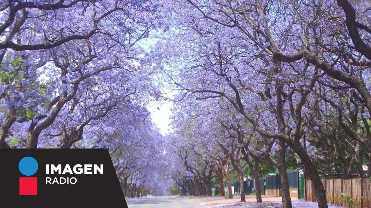 La magia de las jacarandas en México y su origen / ¡Qué tal Fernanda!