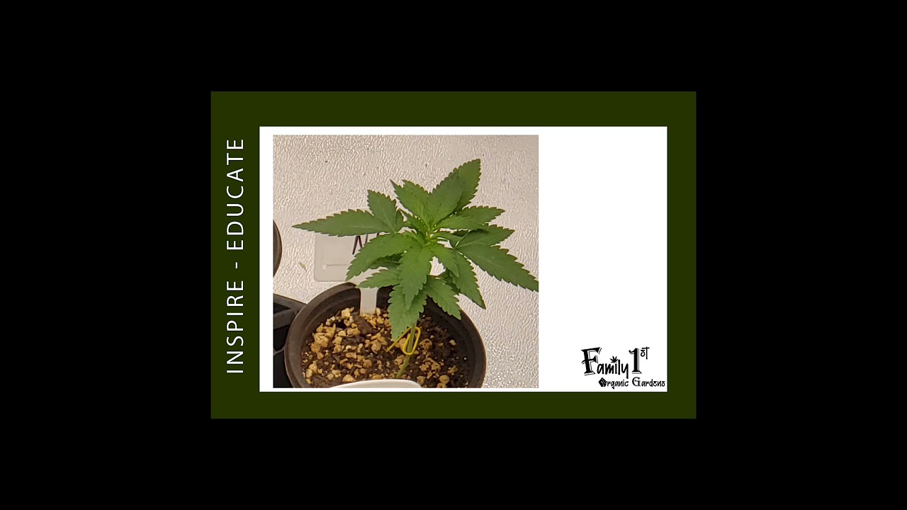 Nicole Kush Progression Seedling to Late Veg Week 4