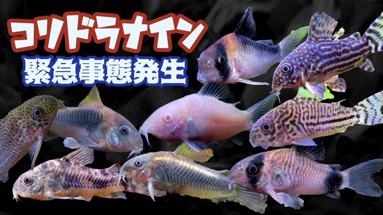 【熱帯魚飼育/アクアリウム】ヒゲ無しコリドラスを購入、一週間でヒゲがはえた（育毛剤不使用）＆ 要注意！！コリドラスが寄生虫ギロダクチルスにやられる【水草増えすぎ水槽】