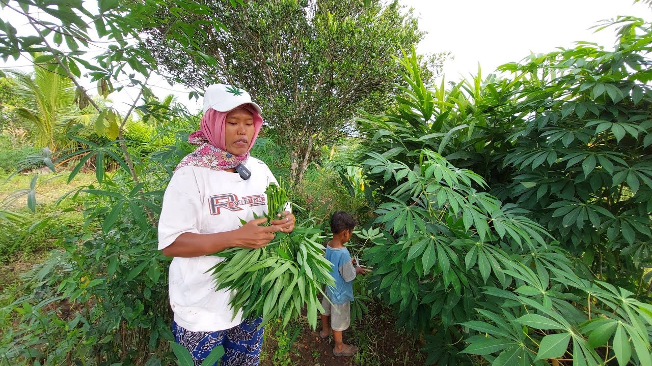 PANEN SETIAP HARI DARI LAHAN TRANSMIGRASI KALIMANTAN