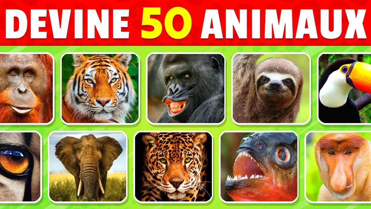 Devine 50 ANIMAUX de la JUNGLE en 3 secondes | FACILE à IMPOSSIBLE