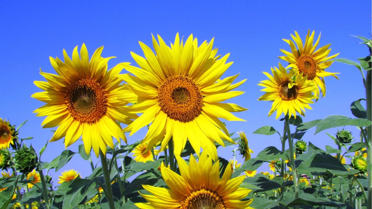 Growing Sunflowers From Bird Seed