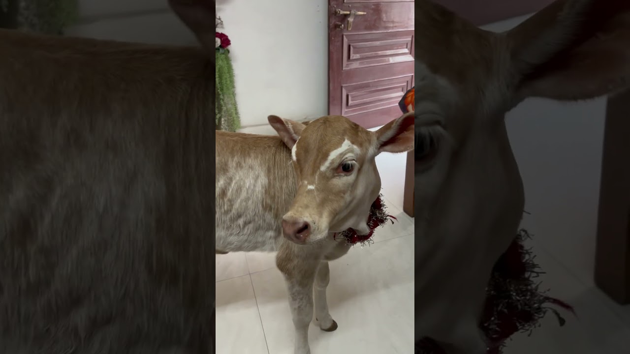 Choti choti gaiya chote chote gwal