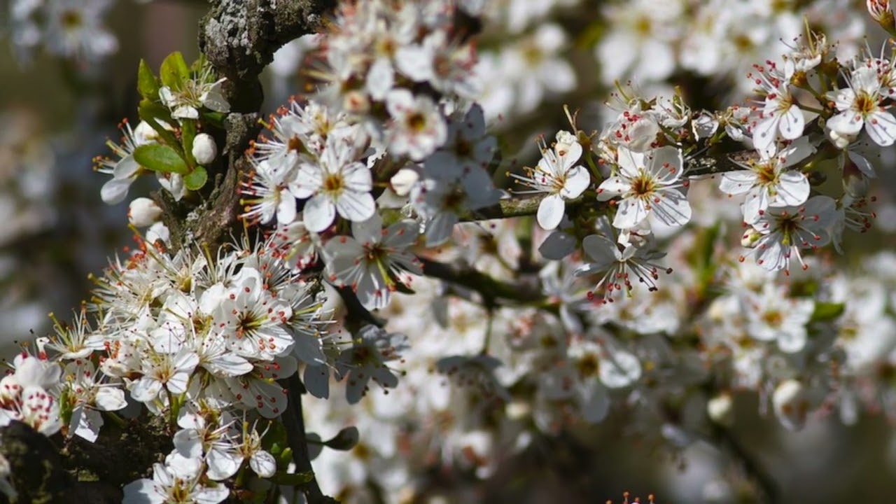 The Sloe