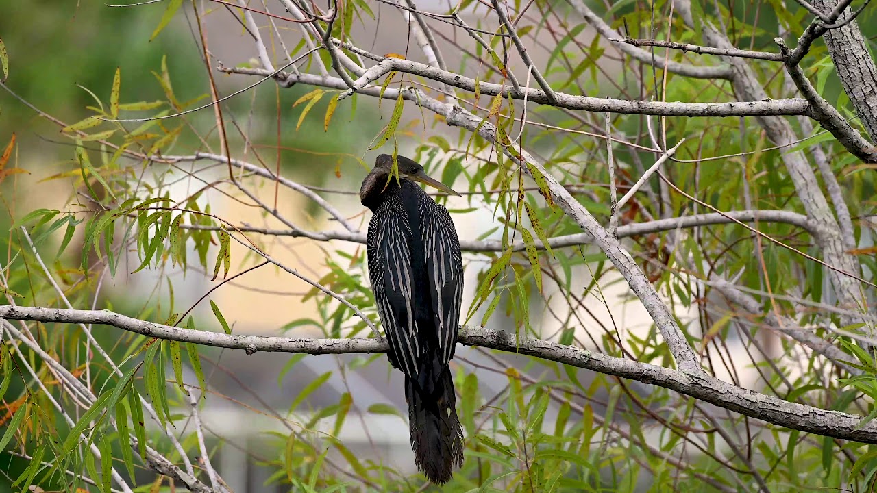 The Anhinga (Snakebird) at 4k