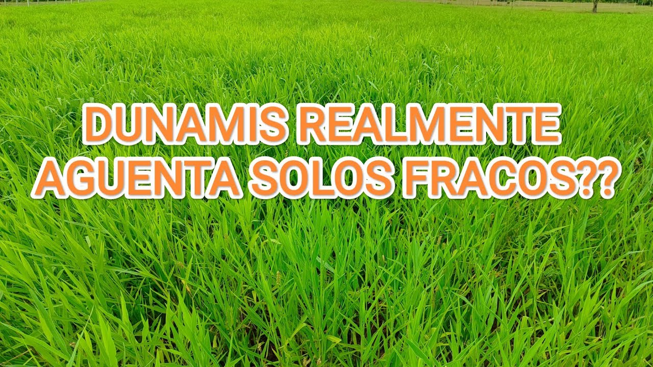 Como ta o Desenvolvendo do Capim DUNAMIS que plantamos??!!