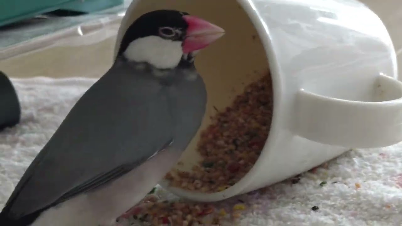 あむるんちゃんねるをご視聴の皆様へ　文鳥動画