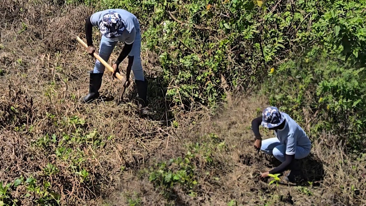 @Auntie-P-tv first time planting dasheen on solid swamp land 👌 