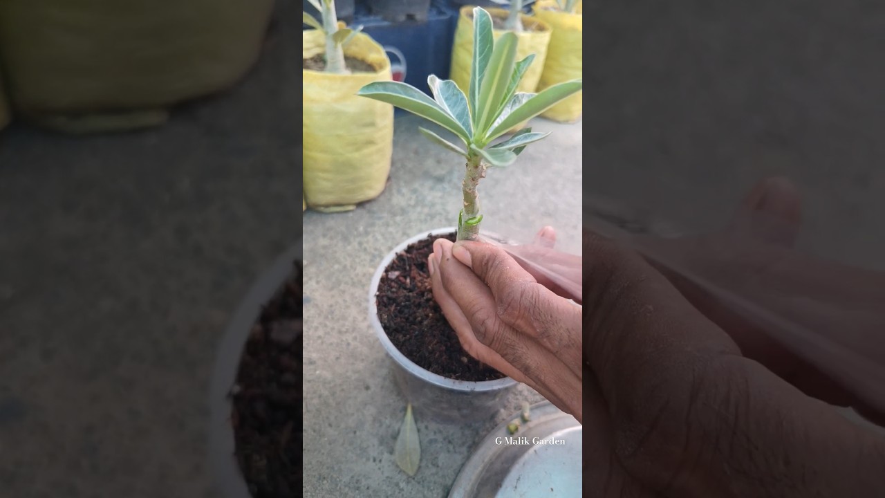 V Grafting Technique Of Adenium | Adenium Grafting Technique | #shorts #desert #grafting