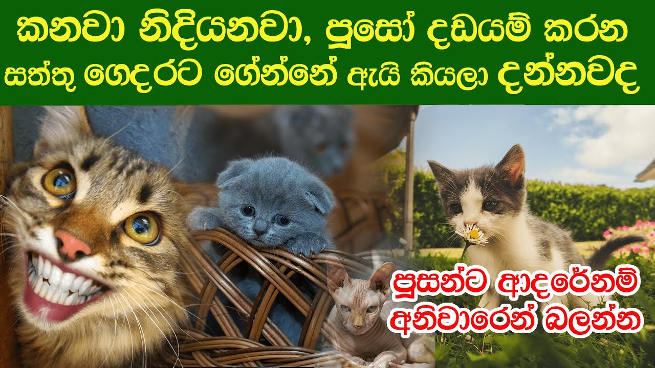 පූසෙක් හදනවනම් මේ දේවල් දැනගන්න එක අනිවාර්යයි | නැත්තම්  අනතුරේ