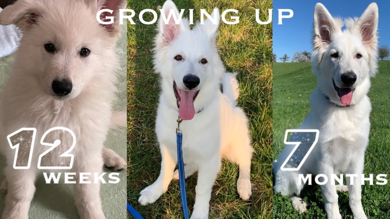 Watch a white shepherd puppy growing up