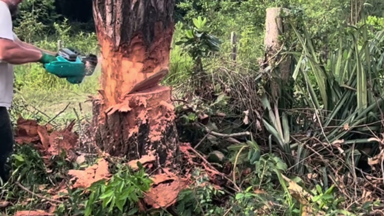 Depois de muito planejamento o eucalipto finalmente foi ao chão. LIMPEZA NA CHACRINHA PARTE 31