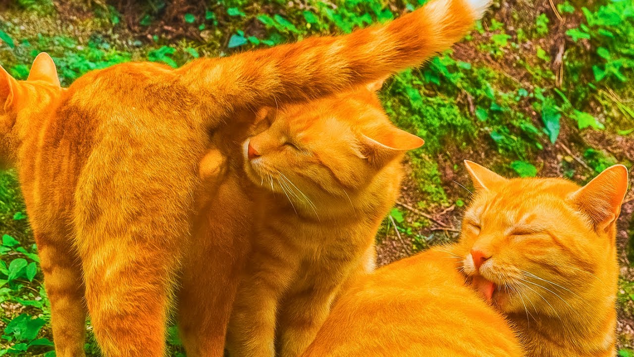 Cats never fail to surprise us