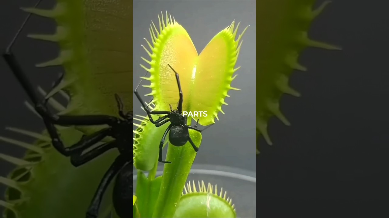 Venus Flytrap Carnivorous Plant ? 