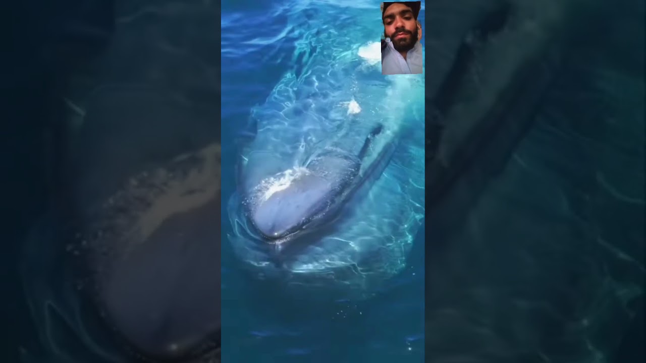 #shark
