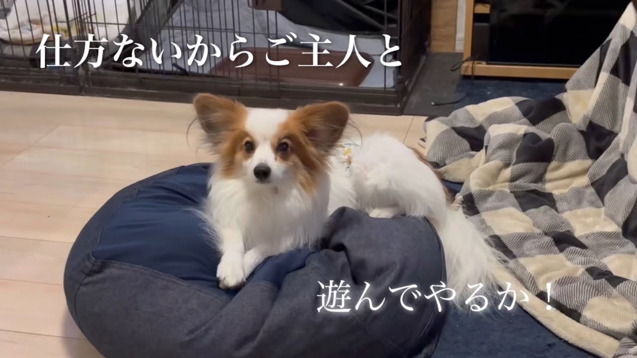 おにぎり大好きっ犬🐶
