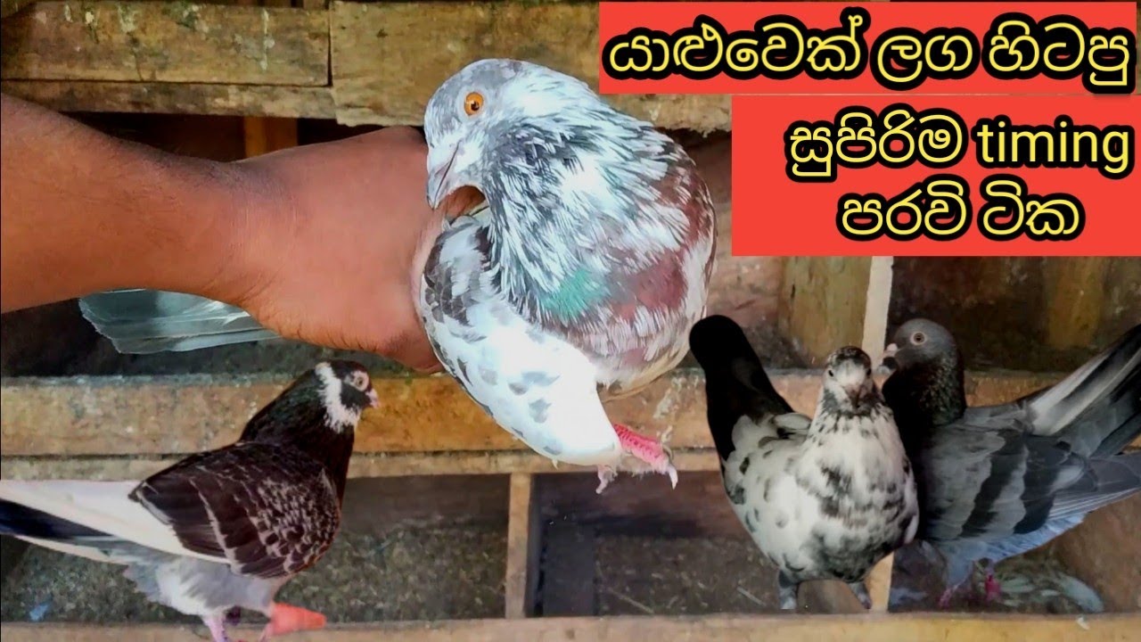 යාළුවෙක් ලග හිටපු සුපිරි timing පරවි pigeons in srilanka