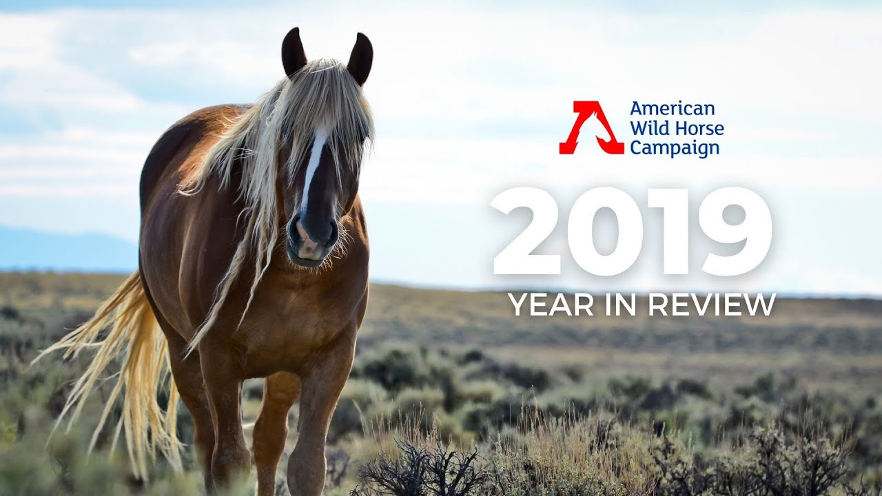 AWHC's 2019 Year in Review