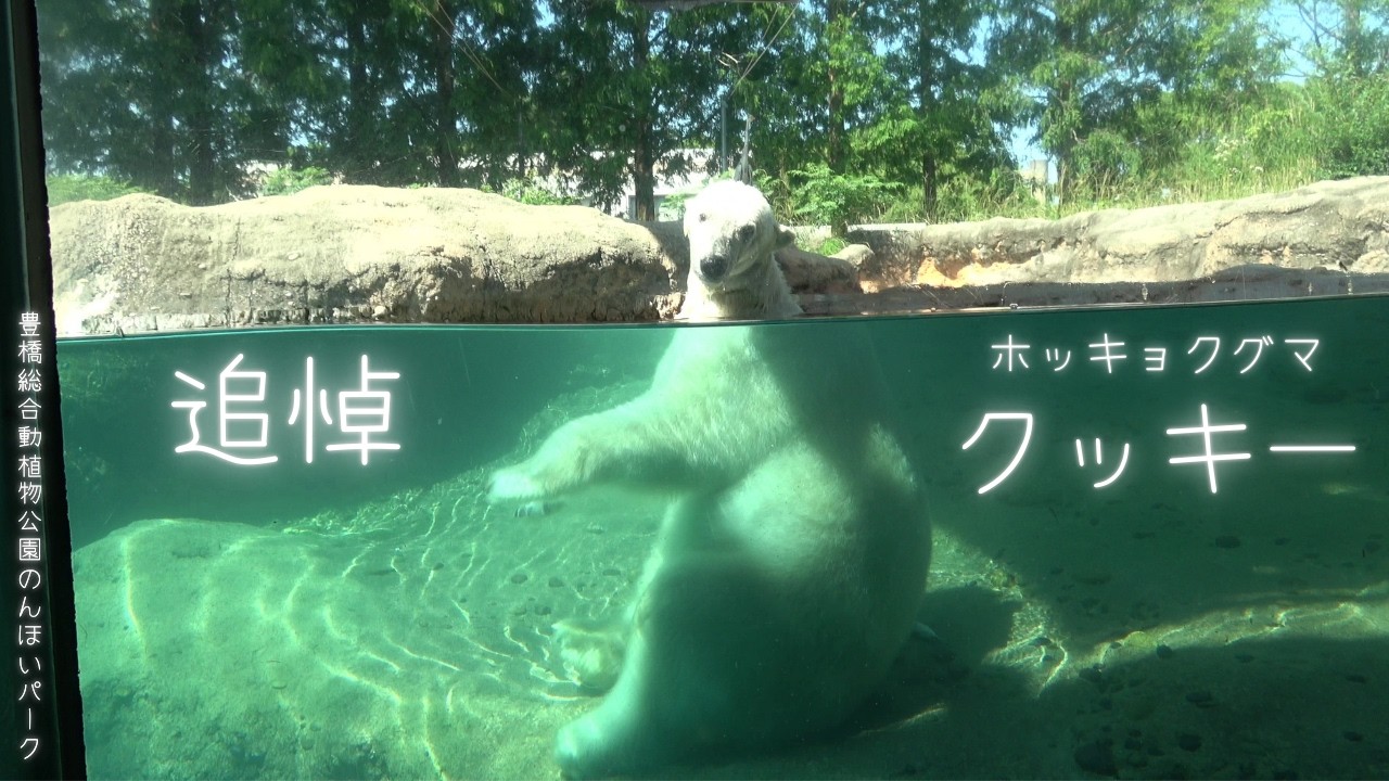 【追悼】ホッキョクグマ「クッキー」　豊橋総合動植物公園のんほいパーク