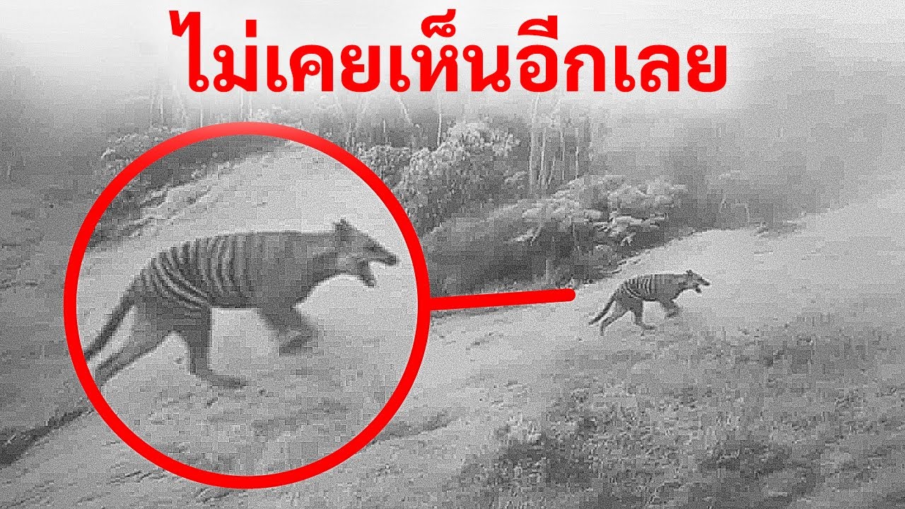 การเผชิญหน้าครั้งสุดท้ายที่บันทึกไว้กับสายพันธุ์ที่สูญพันธุ์