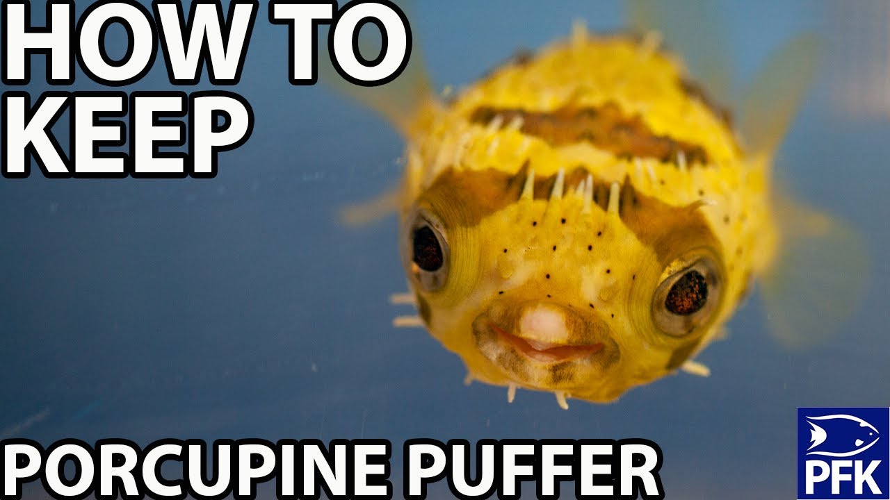 HOW TO KEEP PORCUPINE PUFFER  - Diodon holocanthus