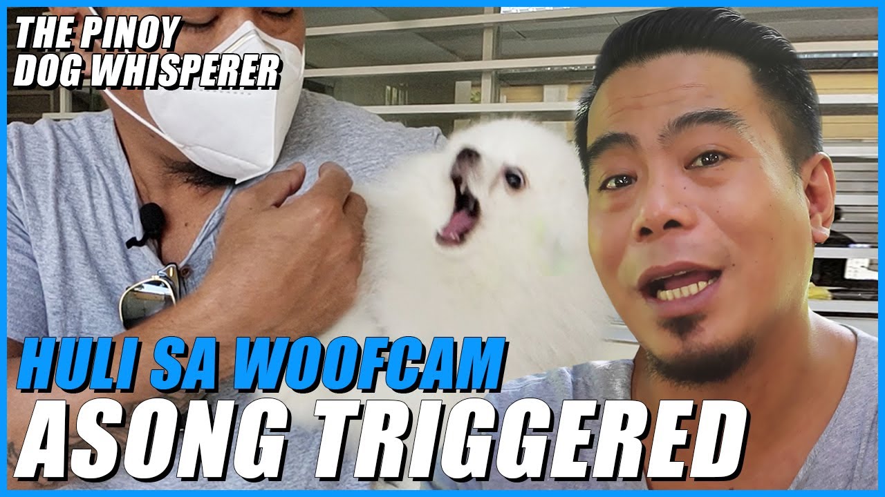 Pinoy Dog Whisperer at ang Asong Triggered