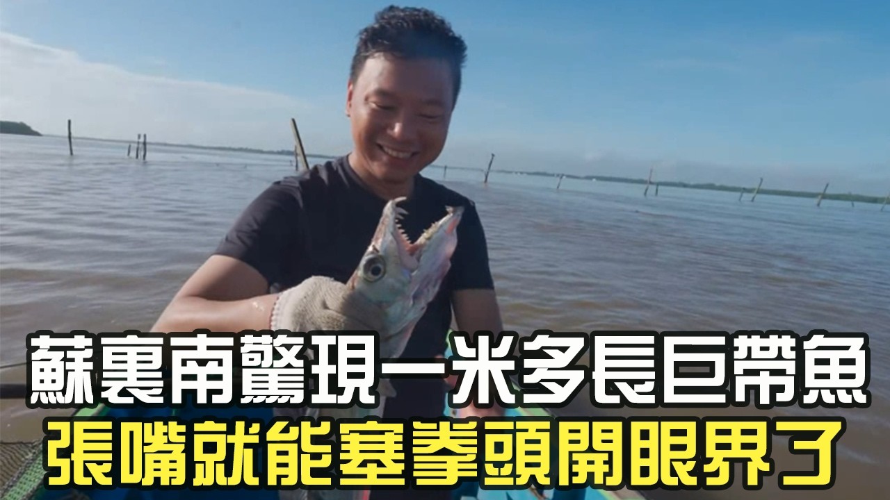 蘇裏南驚現壹米多長巨帶魚，張嘴就能塞拳頭開眼界了#阿牛愛捕魚 #趕海 #熱門 #蘇裏南