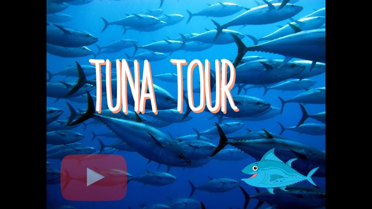 Buceo con Atunes Gigantes en el Tuna Tour de L'Ametlla de Mar - Diving with Giant Tuna