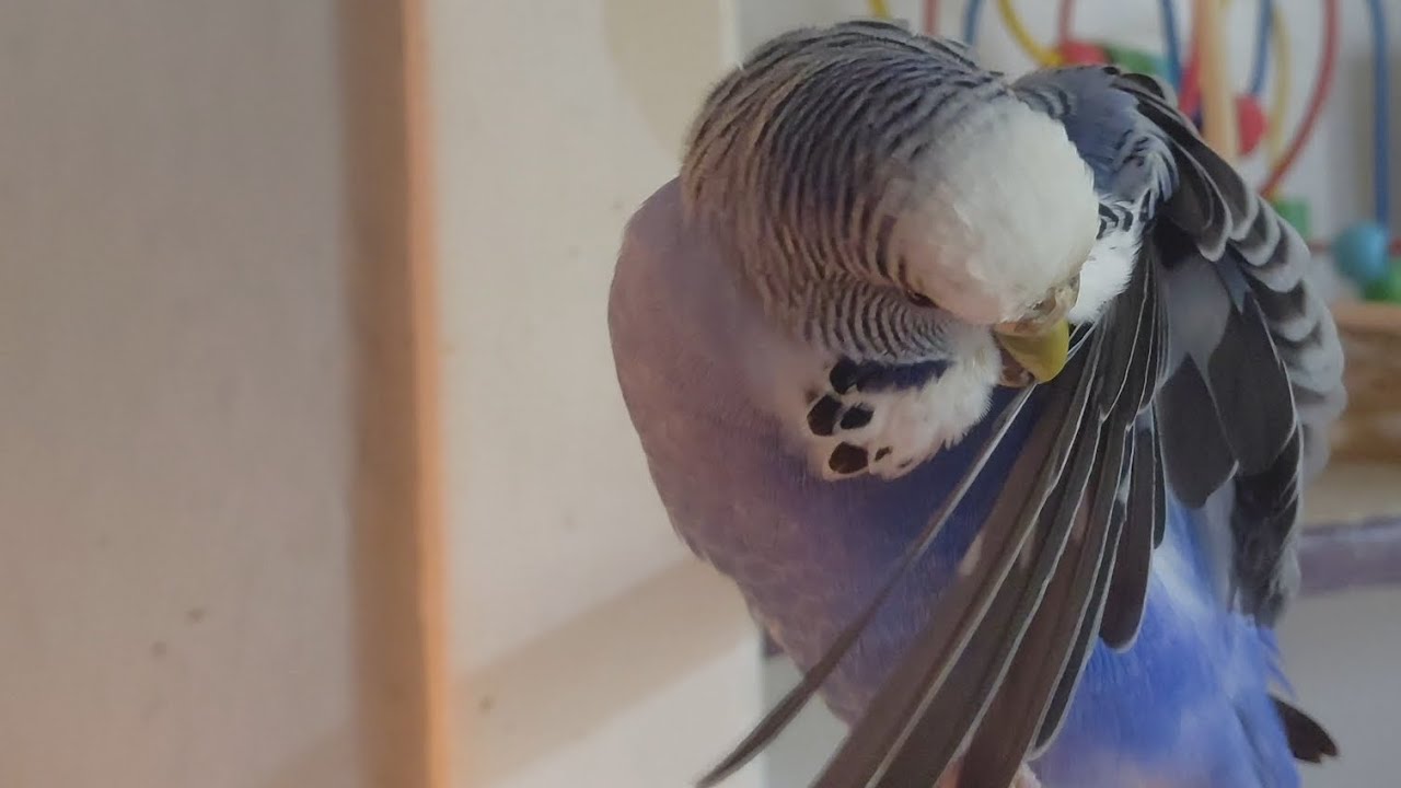 Why budgies feathers are perfect