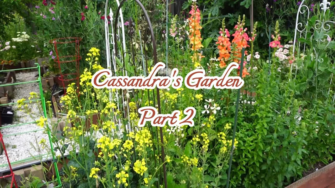 从种子打造的草花伊甸园 下集 | Cassandra家的芳草园-Part 2