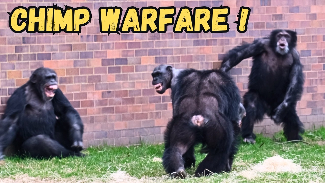 When All The Chimpanzees Go Into Battle!