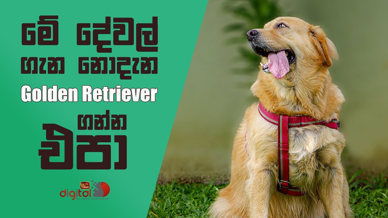 මේ දේවල් ගැන නොදැන Golden Retriever ගන්න එපා