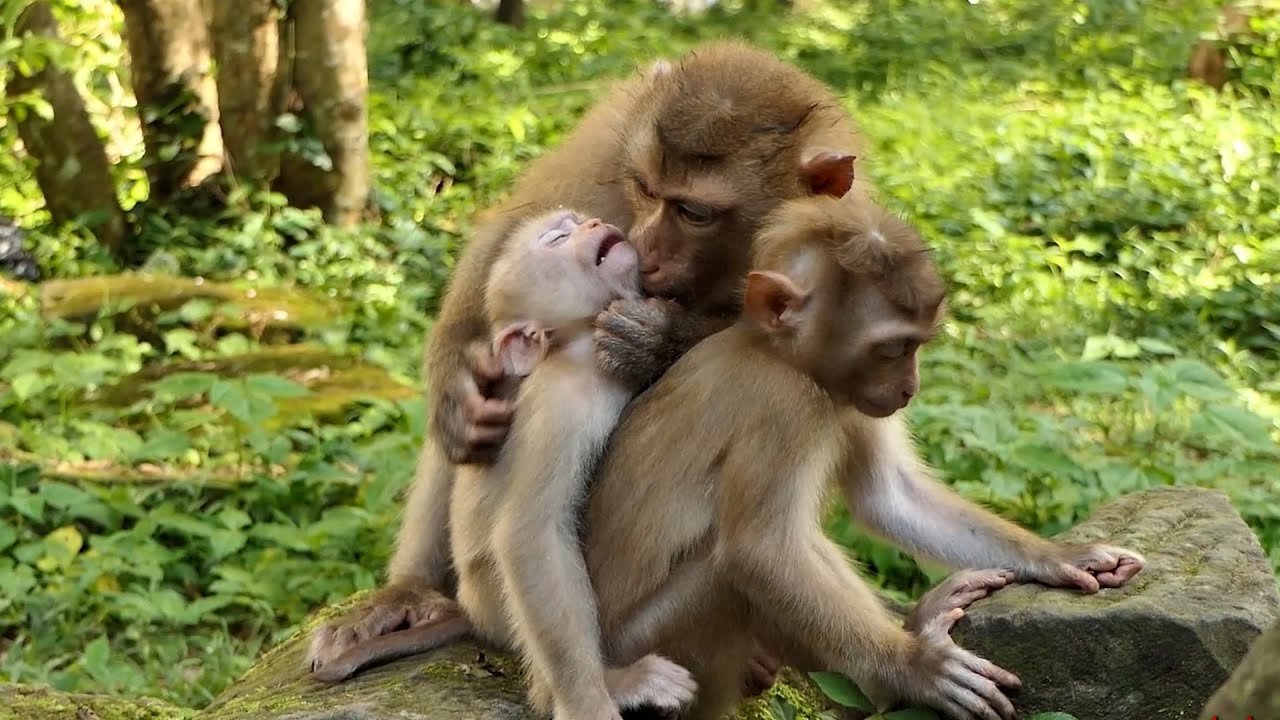 how welcome 2 new abandoned monkey kid in in sovanna team !