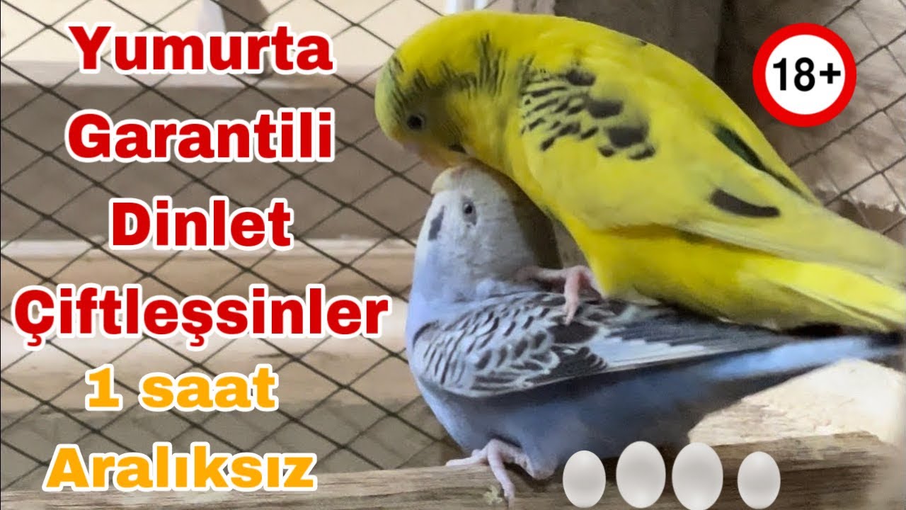 Muhabbet kuşu kızıştırma sesleri/muhabbet kuşu çiftleştirme sesi/muhabbet kuşu eşleşme sesleri