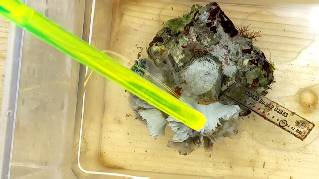 NOT the Video we Wanted to Make: Our Battle with Brown Jelly Disease