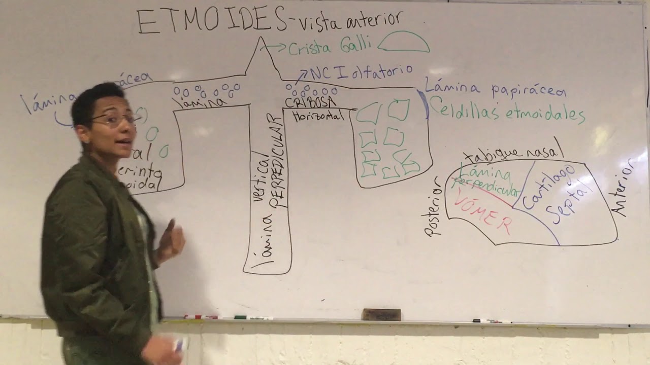 Hueso etmoides
