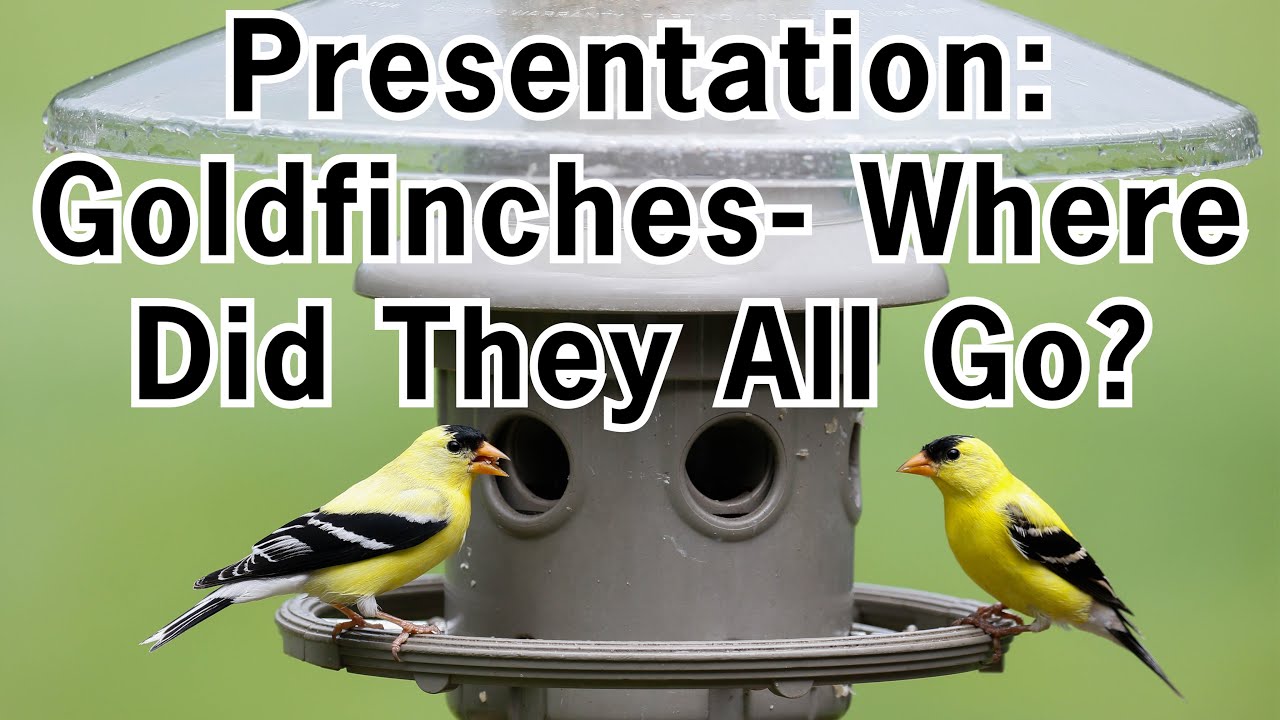 Goldfinches: Where Did They All Go?