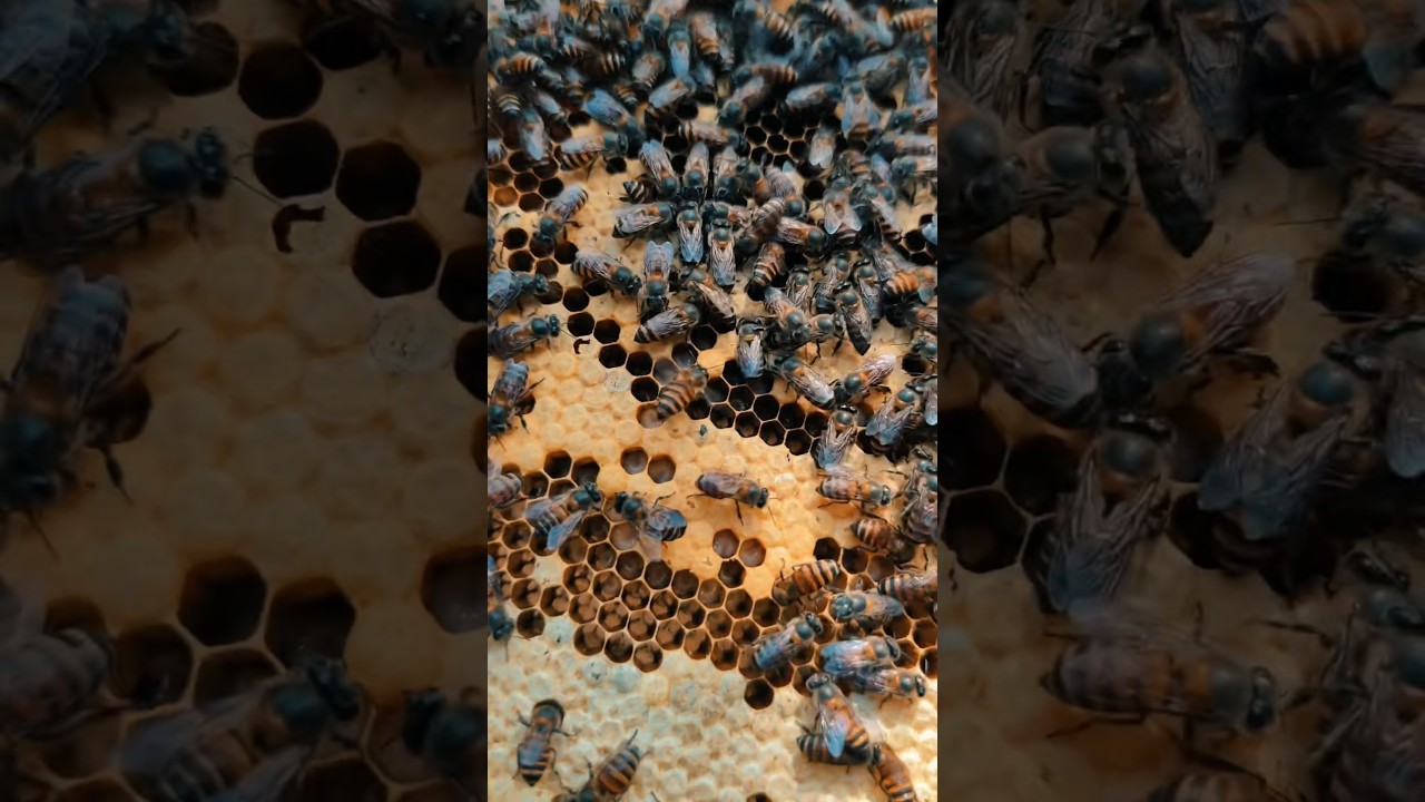 Bee Keeping - Faculty of Agriculture 