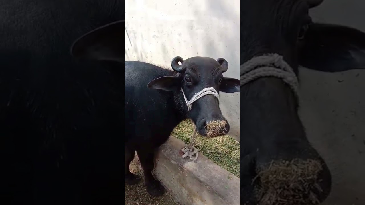 best top class buffalo