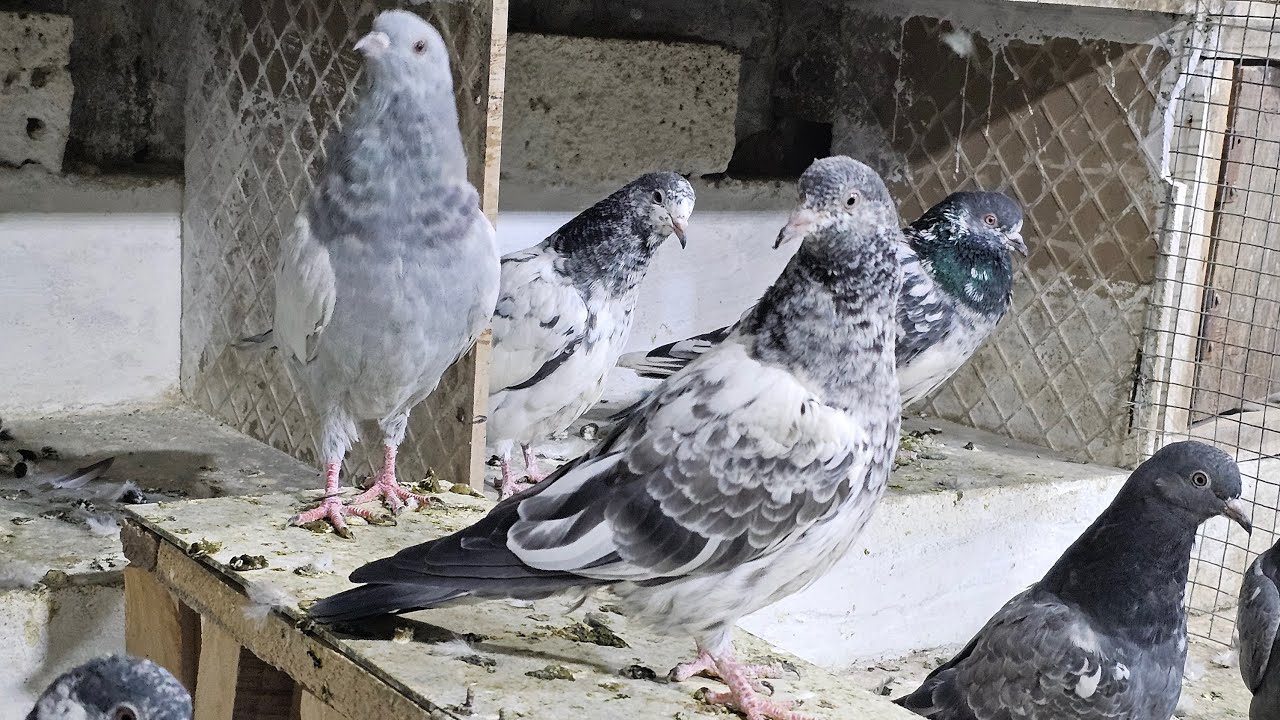 K❤️🕊🕊GN pigeon loft Gautam  is live🕊🕊❤️