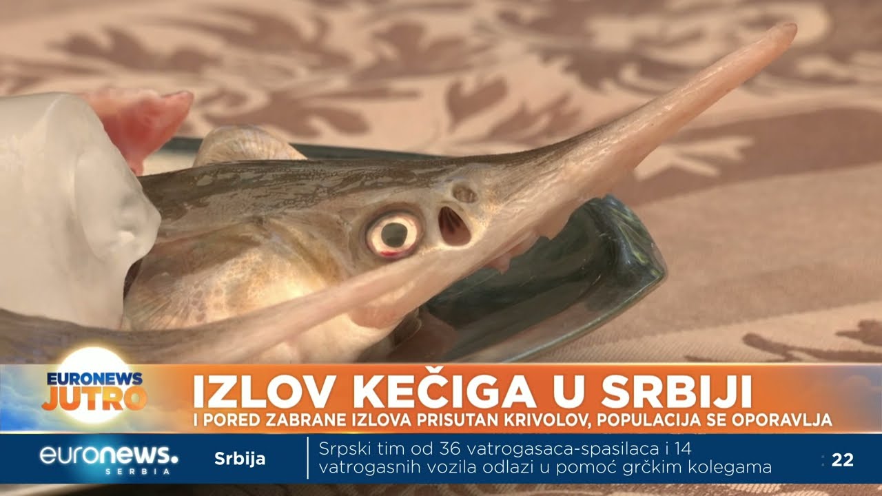 Jedete kečigu? Izlov ove ribe u Srbiji je zabranjen