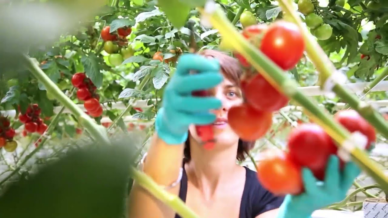 Case: Tomato cultivation with Full LED grow light